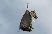 In this image taken from June 8, 2025, video by the Rutherford County Sheriff's Office in Rutherford County, Tennessee, shows the airlifting of a zebra named Ed that had evaded capture for several days after it ran away from its owner. (Rutherford County Sheriff's Office via AP)